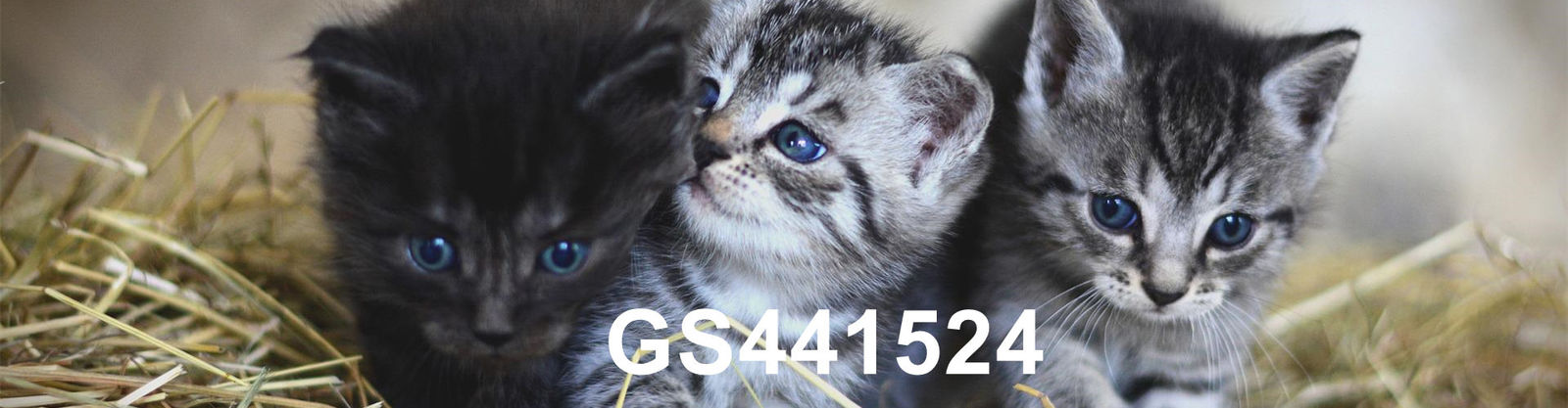 qualité GS-441524 usine